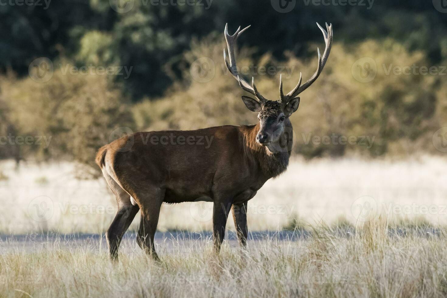 Red deer rut season, La Pampa, Argentina photo