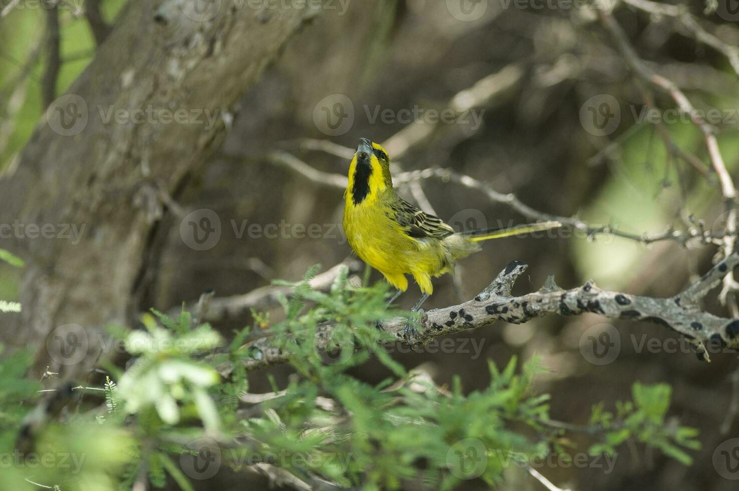 Yellow Cardinal, Gubernatrix cristata, Endangered species in La Pampa, Argentina photo