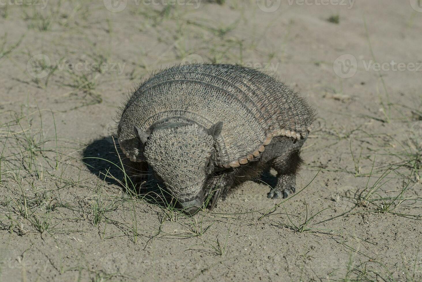 Hairy Armadillo, in desert environment, Peninsula Valdes, Patagonia, Argentina photo