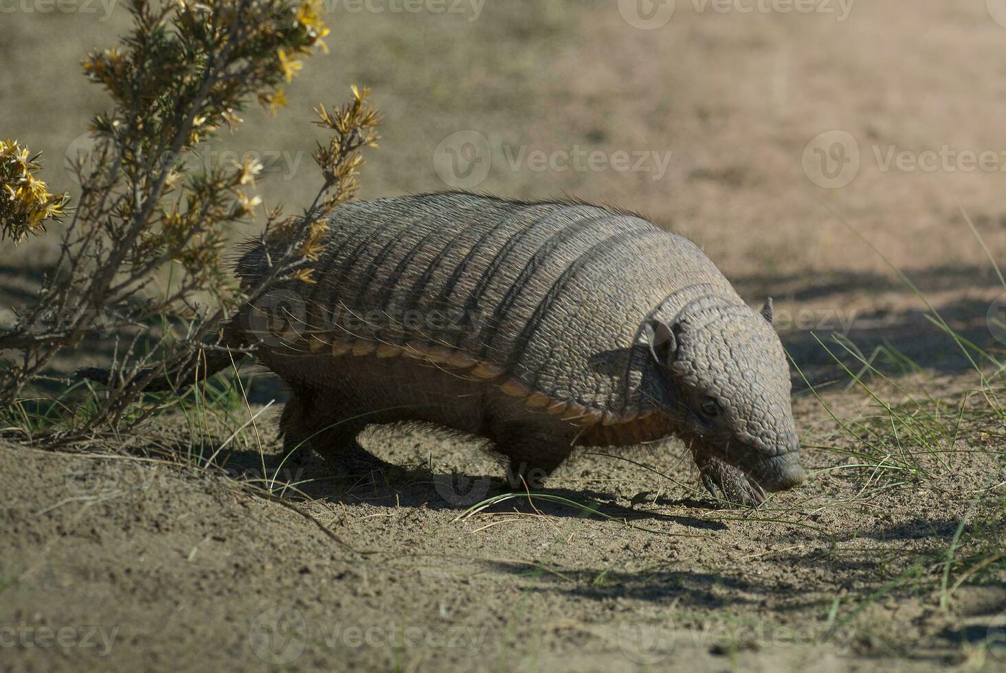 Hairy Armadillo, in grassland environment, Peninsula Valdes, Patagonia, Argentina photo