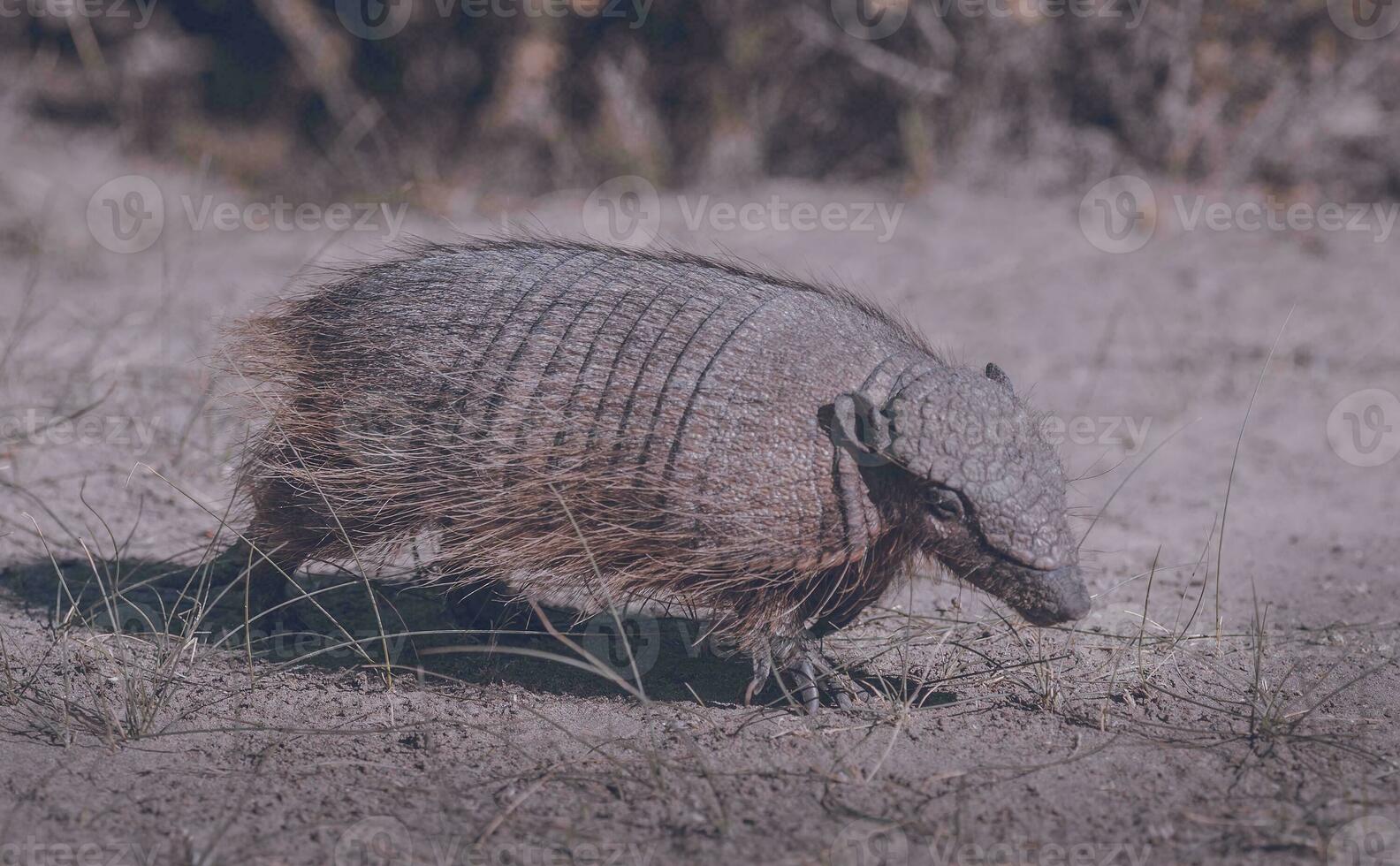 Hairy Armadillo, in grassland environment, Peninsula Valdes, Patagonia, Argentina photo