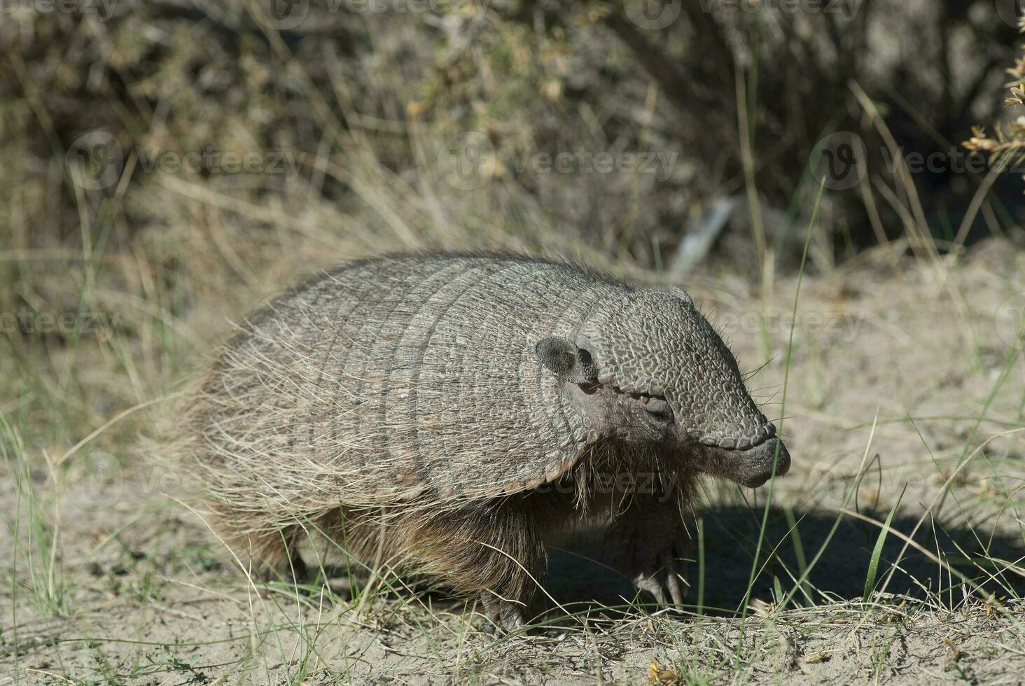 Hairy Armadillo, in desert environment, Peninsula Valdes, Patagonia, Argentina photo