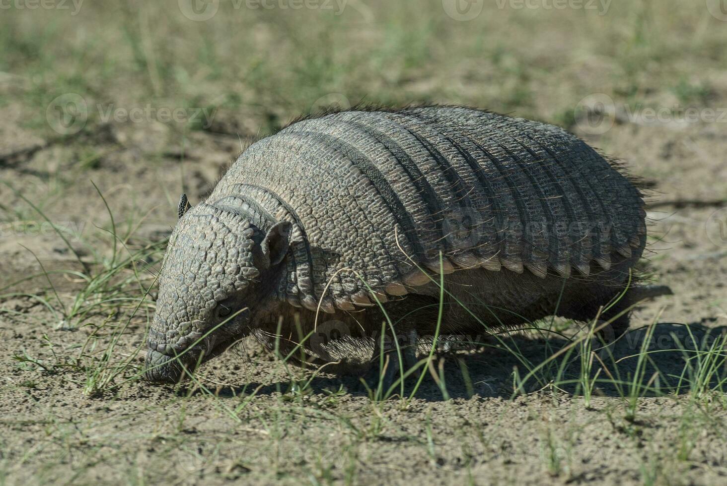 Hairy Armadillo, in grassland environment, Peninsula Valdes, Patagonia, Argentina photo