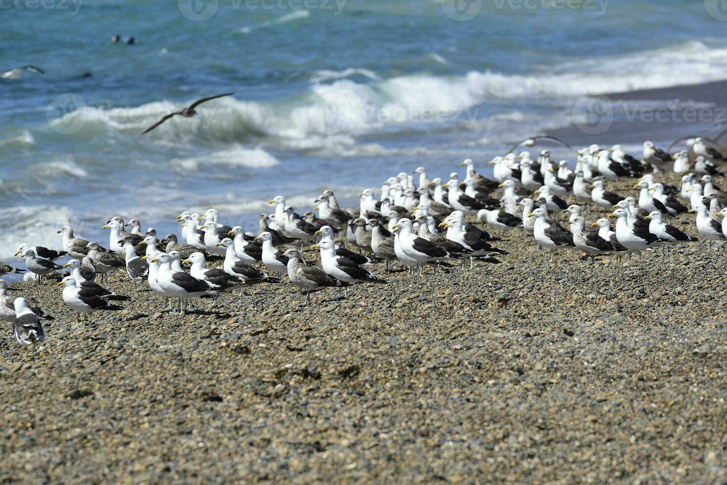 Kelp Gull flock on a beach,Patagonia, Argentina. photo