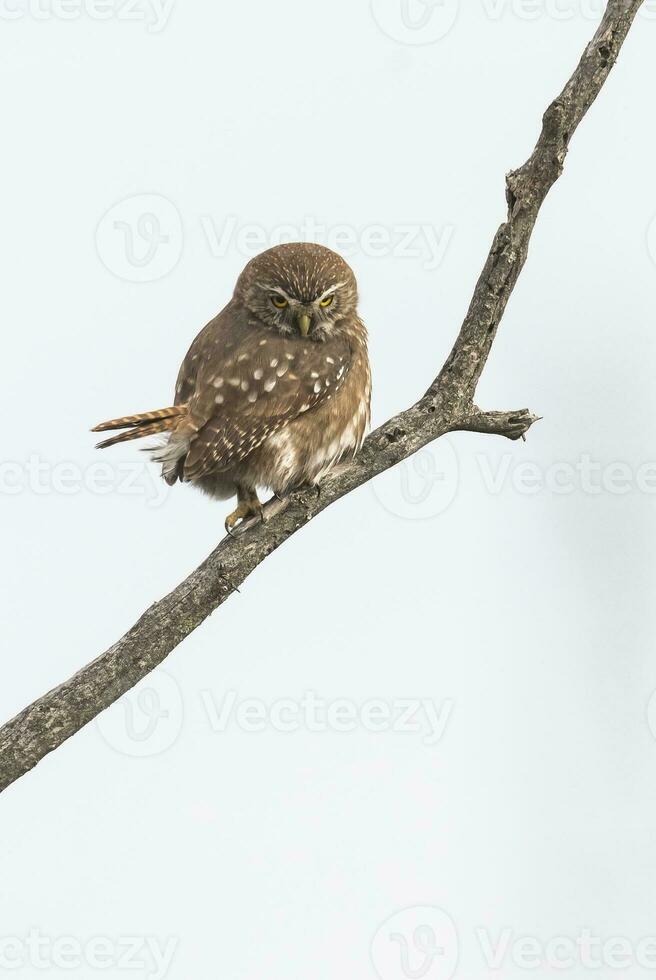 Ferruginous Pygmy owl, Glaucidium brasilianum, Calden forest, La Pampa Province, Patagonia, Argentina. photo