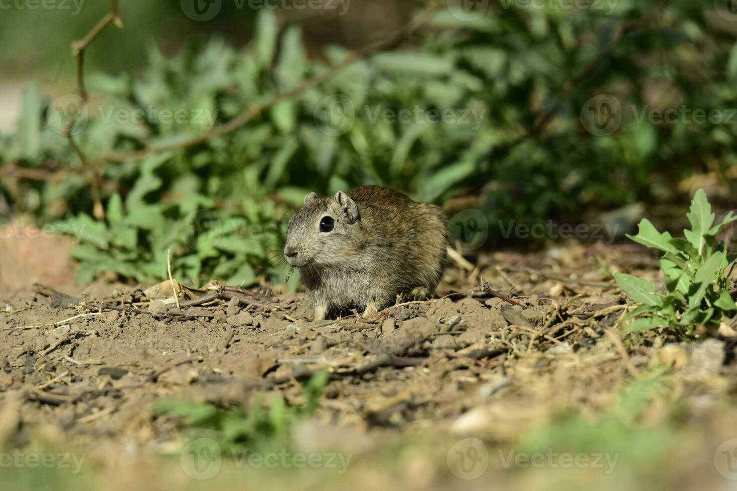 Desert Cavi, Lihue Calel National Park, La Pampa Province, Patagonia , Argentina photo