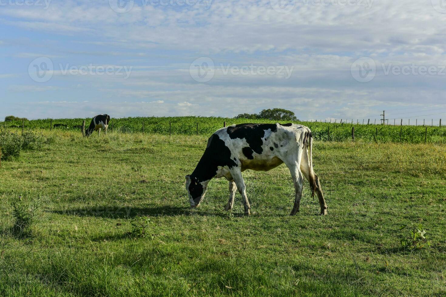 Cattle in Argentine countryside,La Pampa Province, Argentina. photo