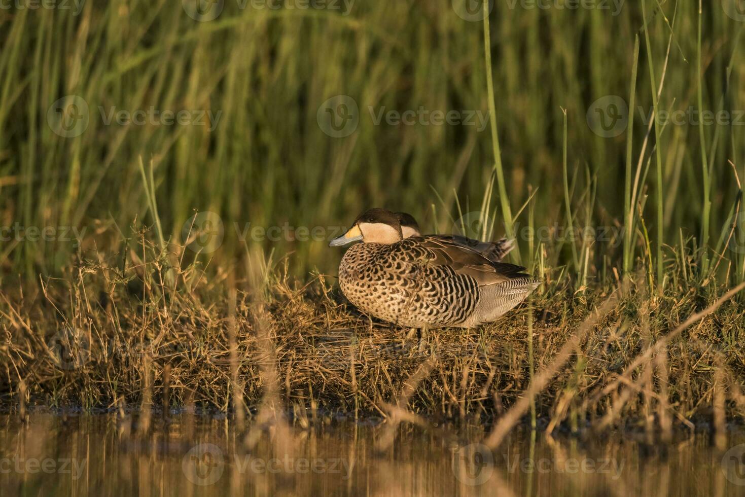 Silver Teal, Spatula versicolor, in lagoon environment, La Pampa, Argentina. photo