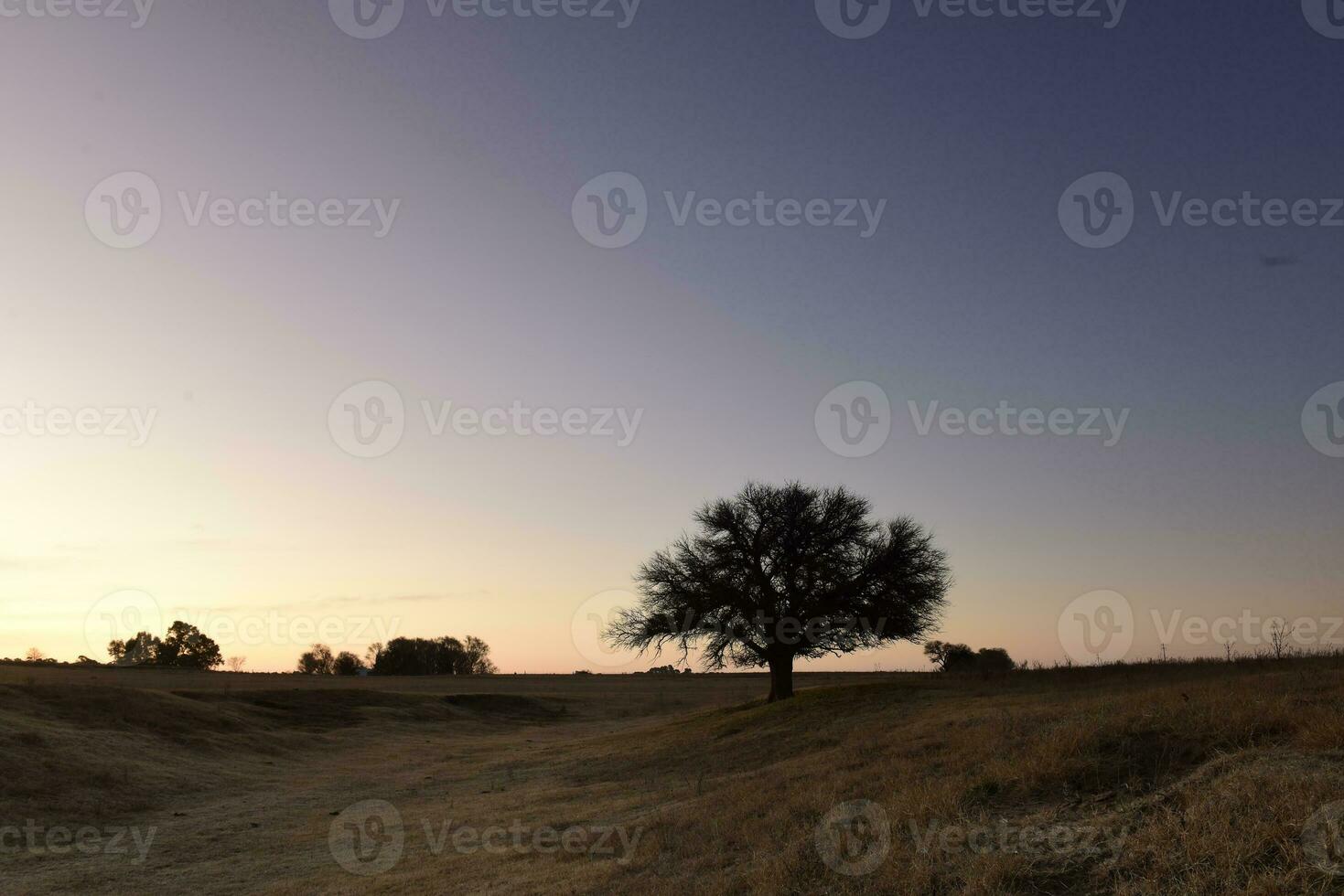 Flowered field in the Pampas Plain, La Pampa Province, Patagonia, Argentina. photo