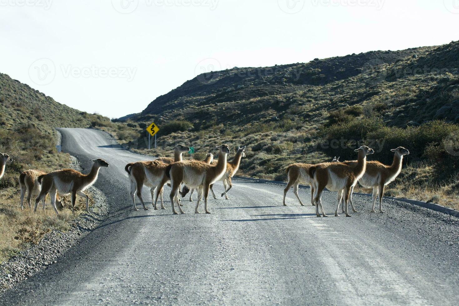 Guanacos grazing,Torres del Paine National Park, Patagonia, Chile. photo