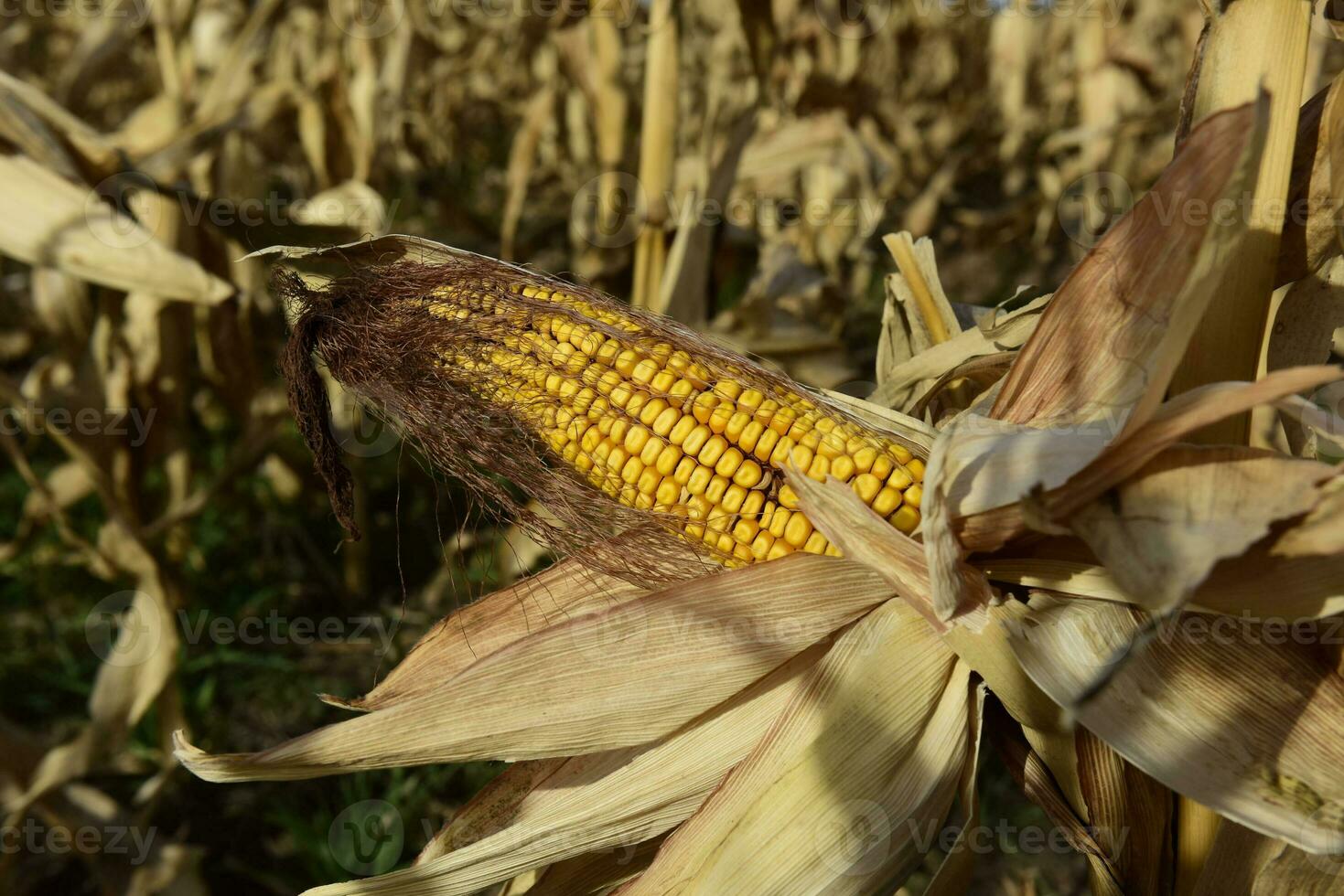 Corn cob growing on plant ready to harvest, Argentine Countryside, Buenos Aires Province, Argentina photo