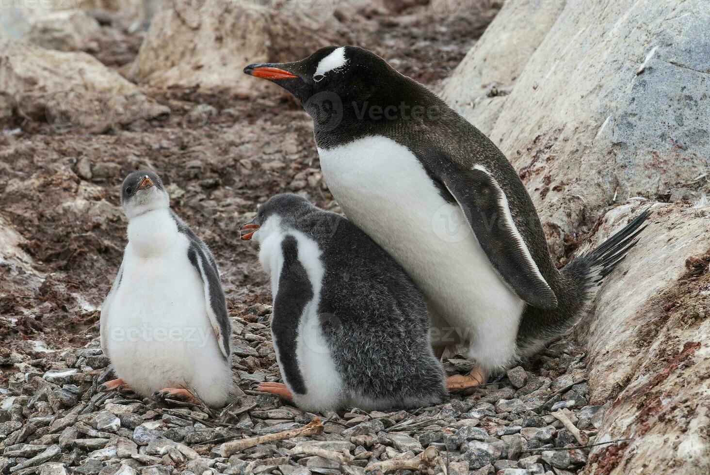 Gentoo Penguin on the beach,feeding his chick, Port Lockroy , Goudier Island, Antartica photo