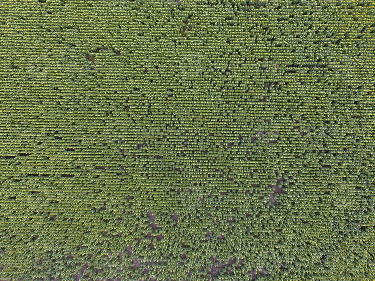 Sunflower cultivation, Aerial view, in pampas region, Argentina photo