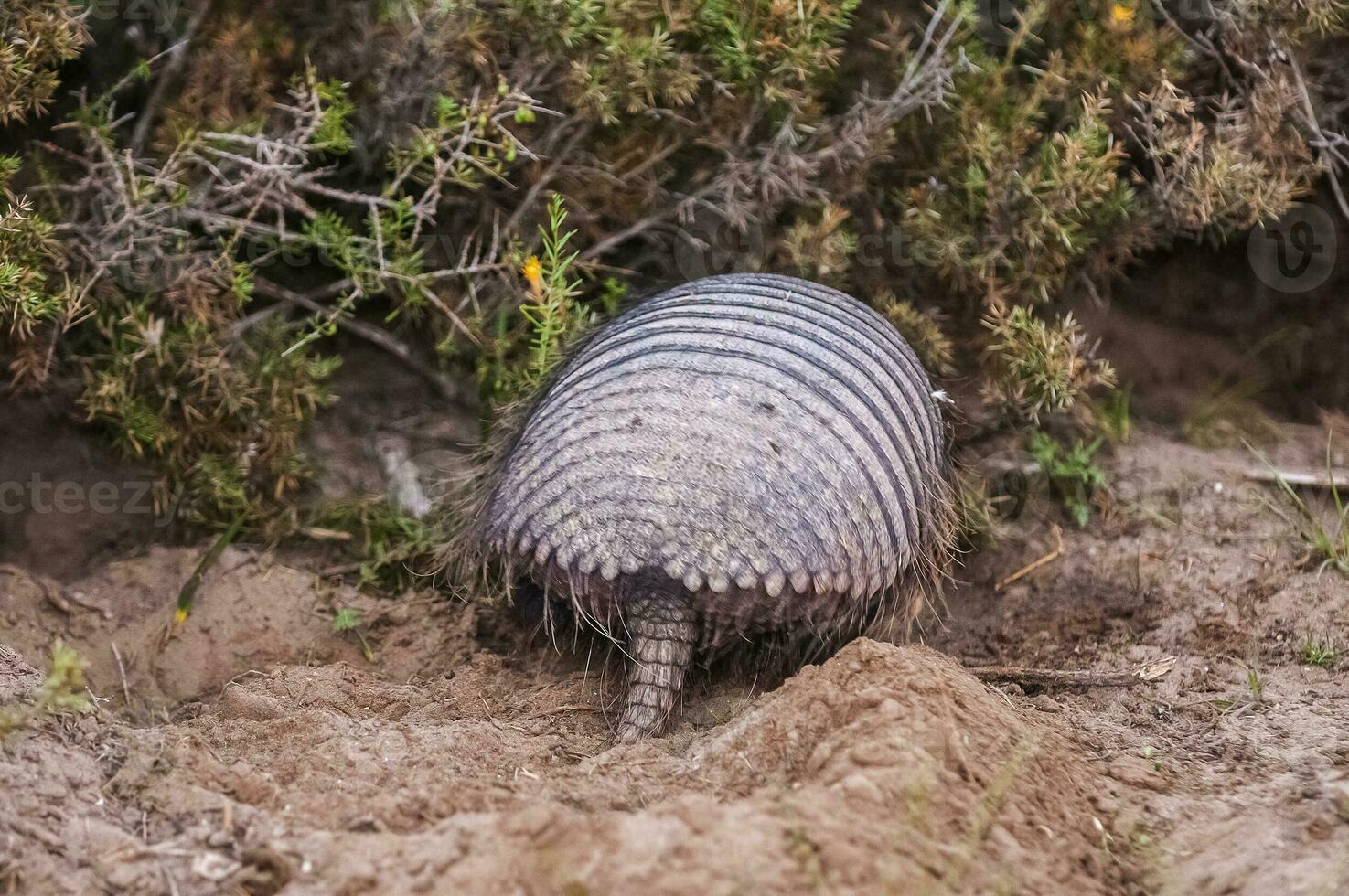 Hairy Armadillo, in desert environment, Peninsula Valdes, Patagonia, Argentina photo