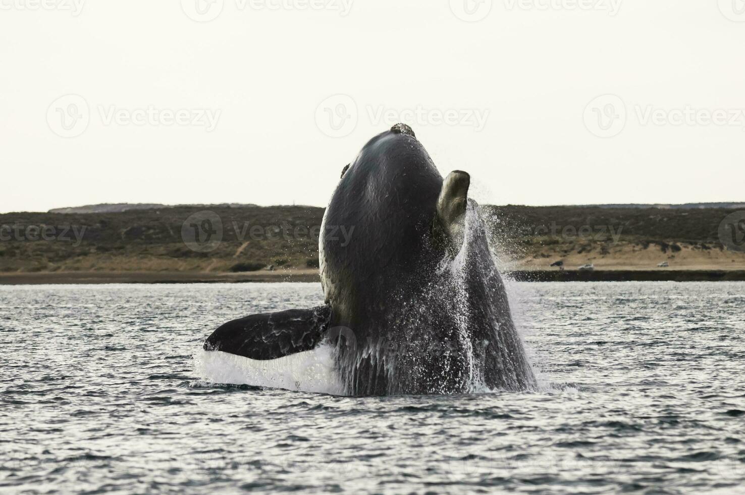 Whale jumping in Peninsula Valdes,, Patagonia, Argentina photo