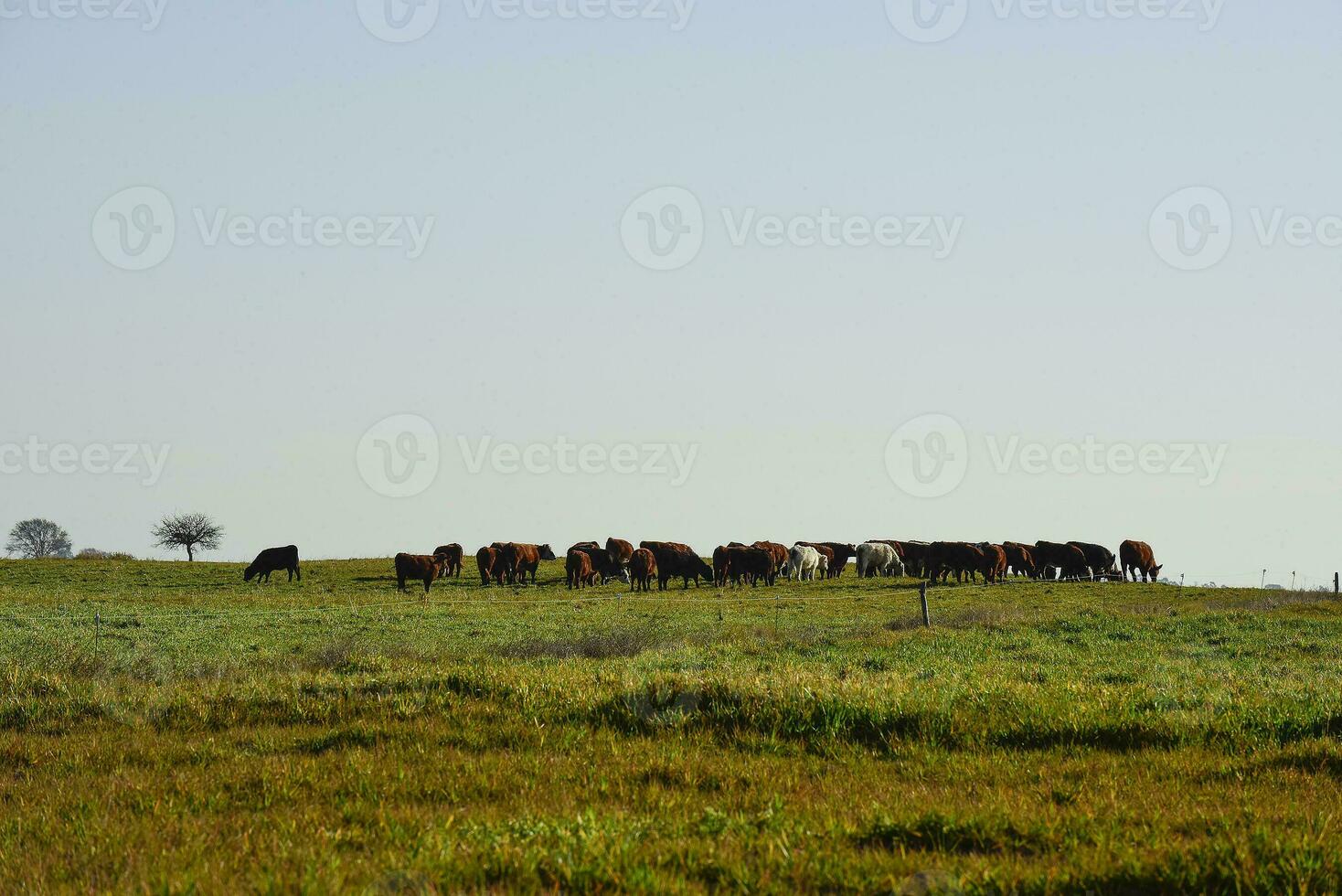 Countryside landscape with cows grazing, La Pampa, Argentina photo