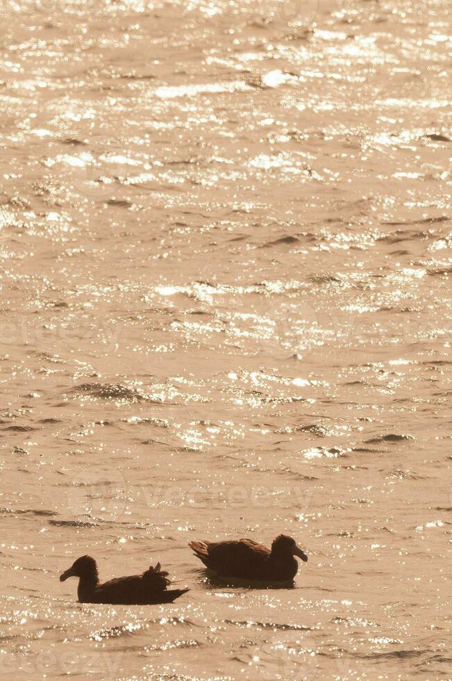 gigante petrel , península Valdés, la unesco mundo patrimonio sitio, chubut provincia, Patagonia, argentina. foto