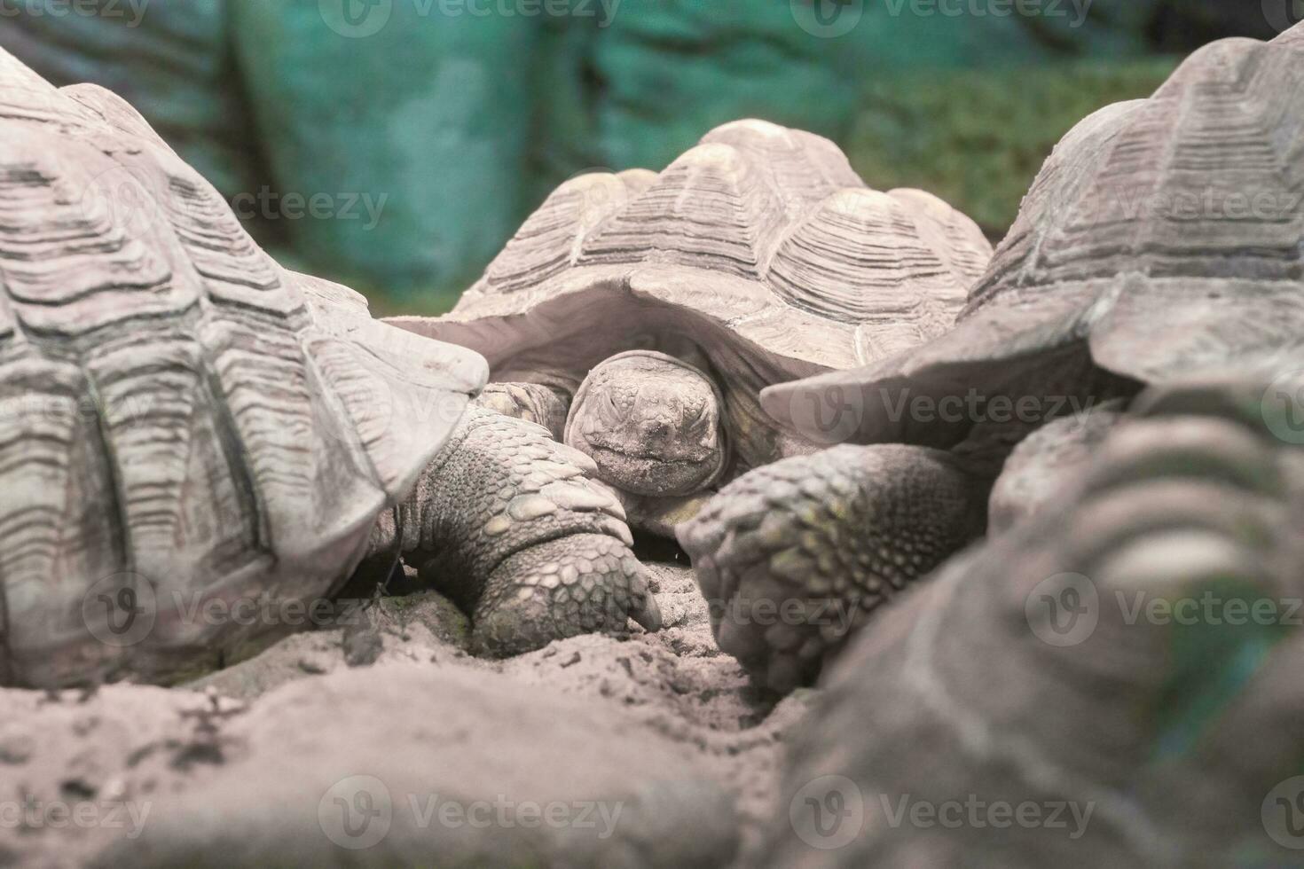 Elephant Galapagos tortoise, wild animal in terrarium. photo