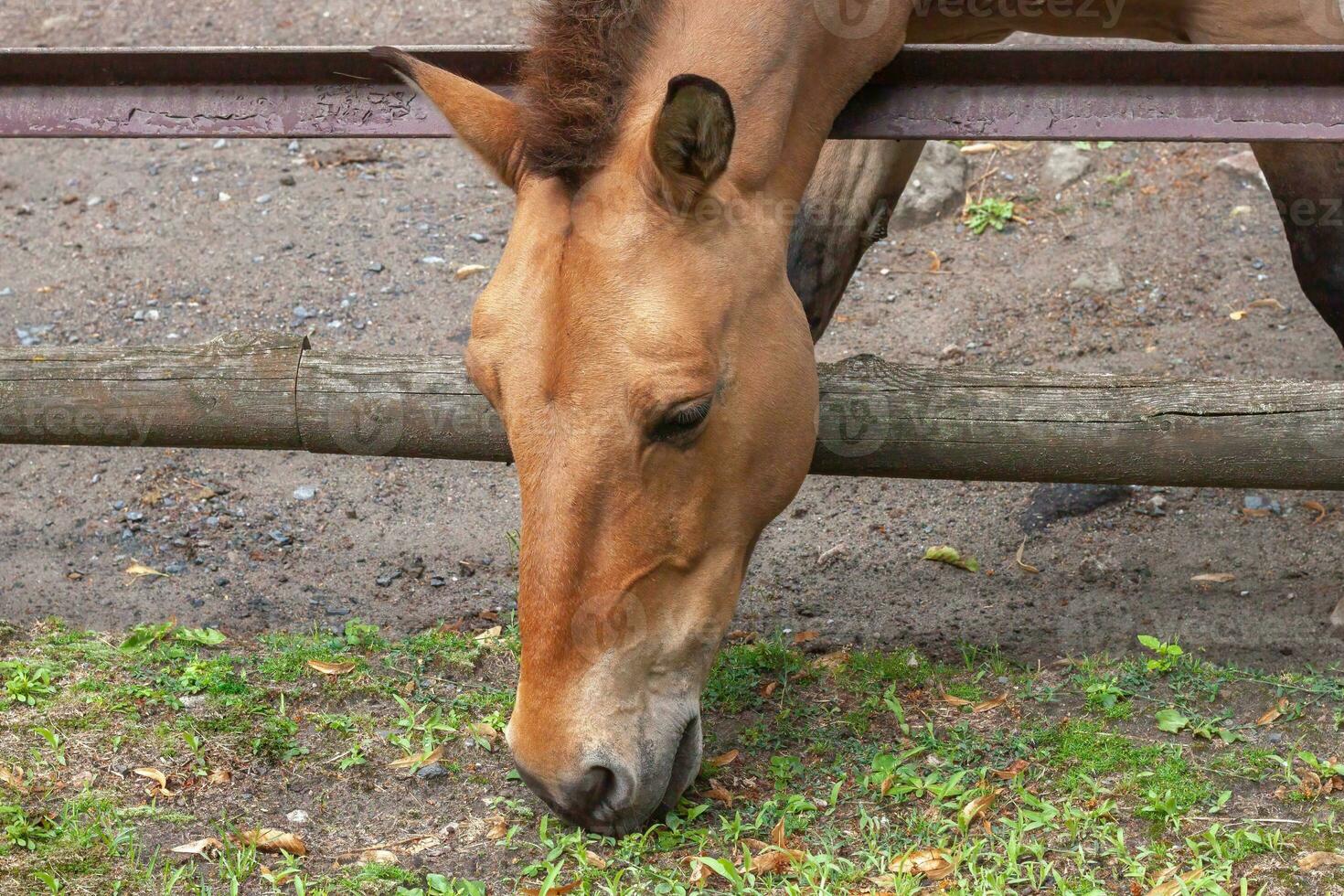 Colored Przewalskis horse of small on farm against backdrop of agricultural buildings. photo