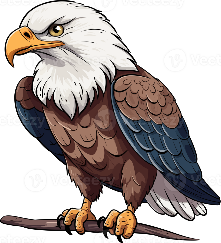 Bald Eagle Illustration png