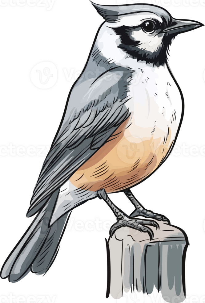 Gray Jay illustration, Animal Illustration png