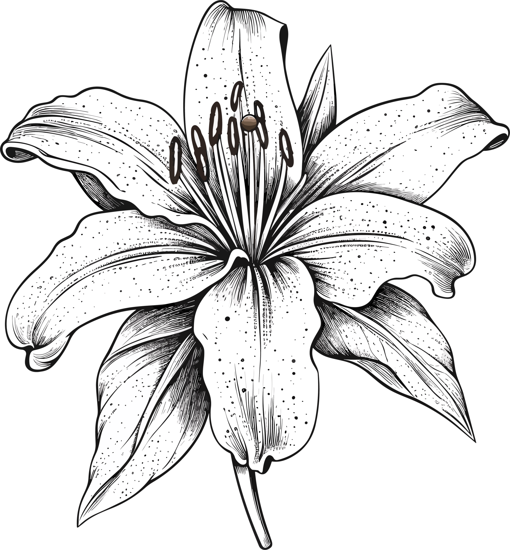 Lily Hand Drawn Illustration 26414379 PNG