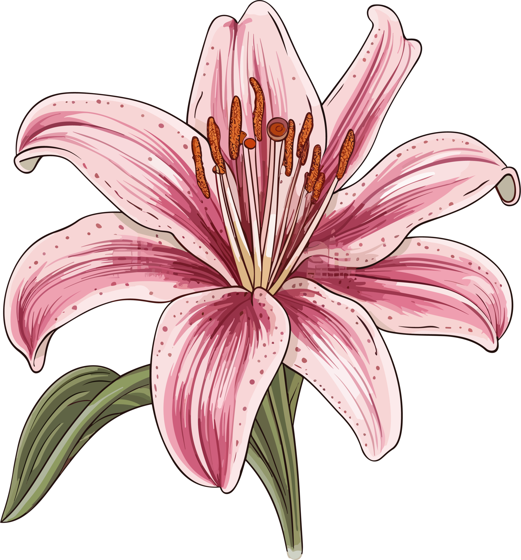 Lily Hand Drawn Illustration 26414422 PNG