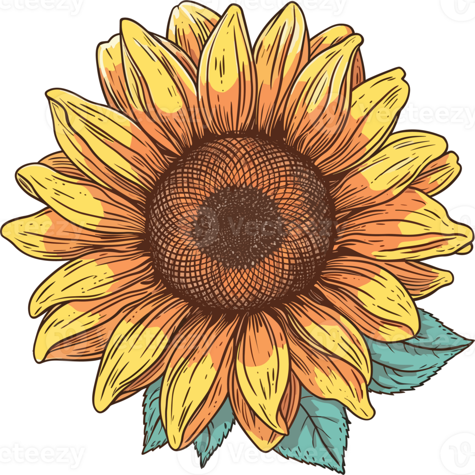 Sunflower Illustration, Sunflower png