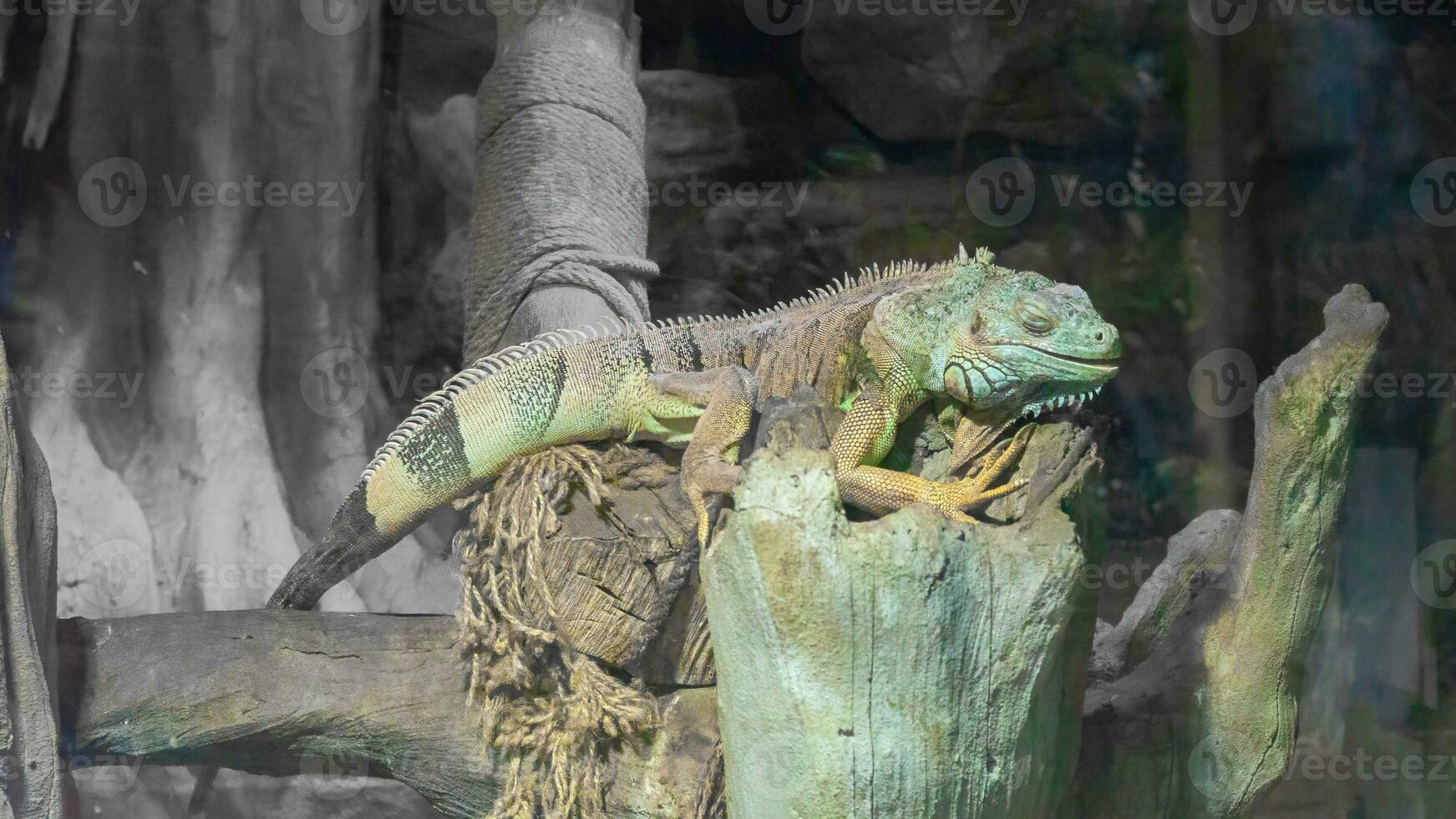 Common iguana close-up in the terrarium, reptile herbivorous lizard. photo