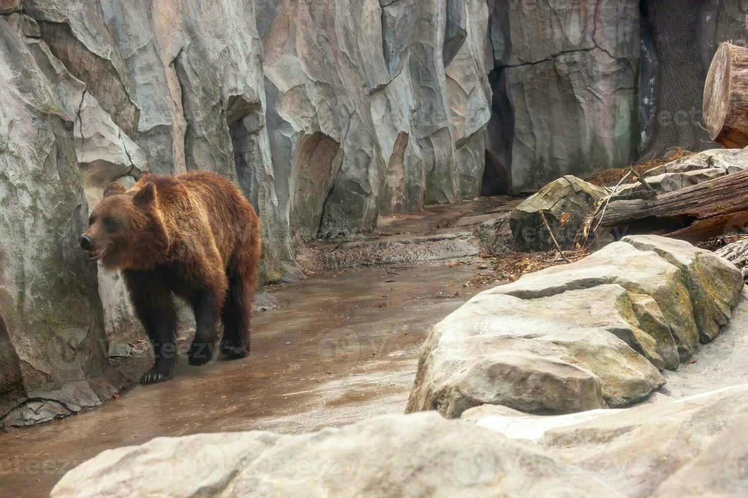 Brown common bear on the background of a stone mountain. Predator in nature. photo