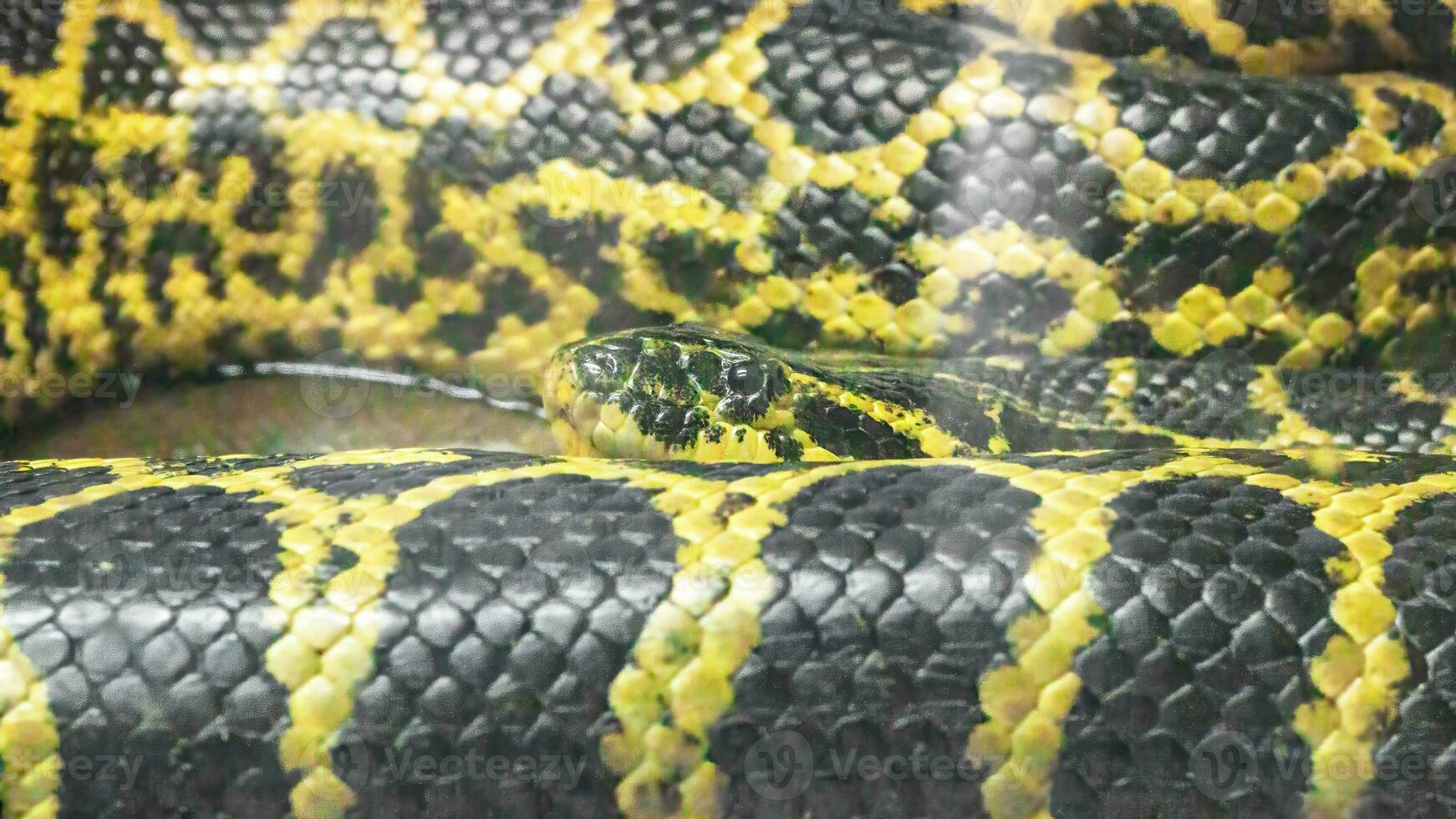 Black-and-yellow Paraguayan anaconda, Eunectes notaeus, resting close-up in a terrarium. photo