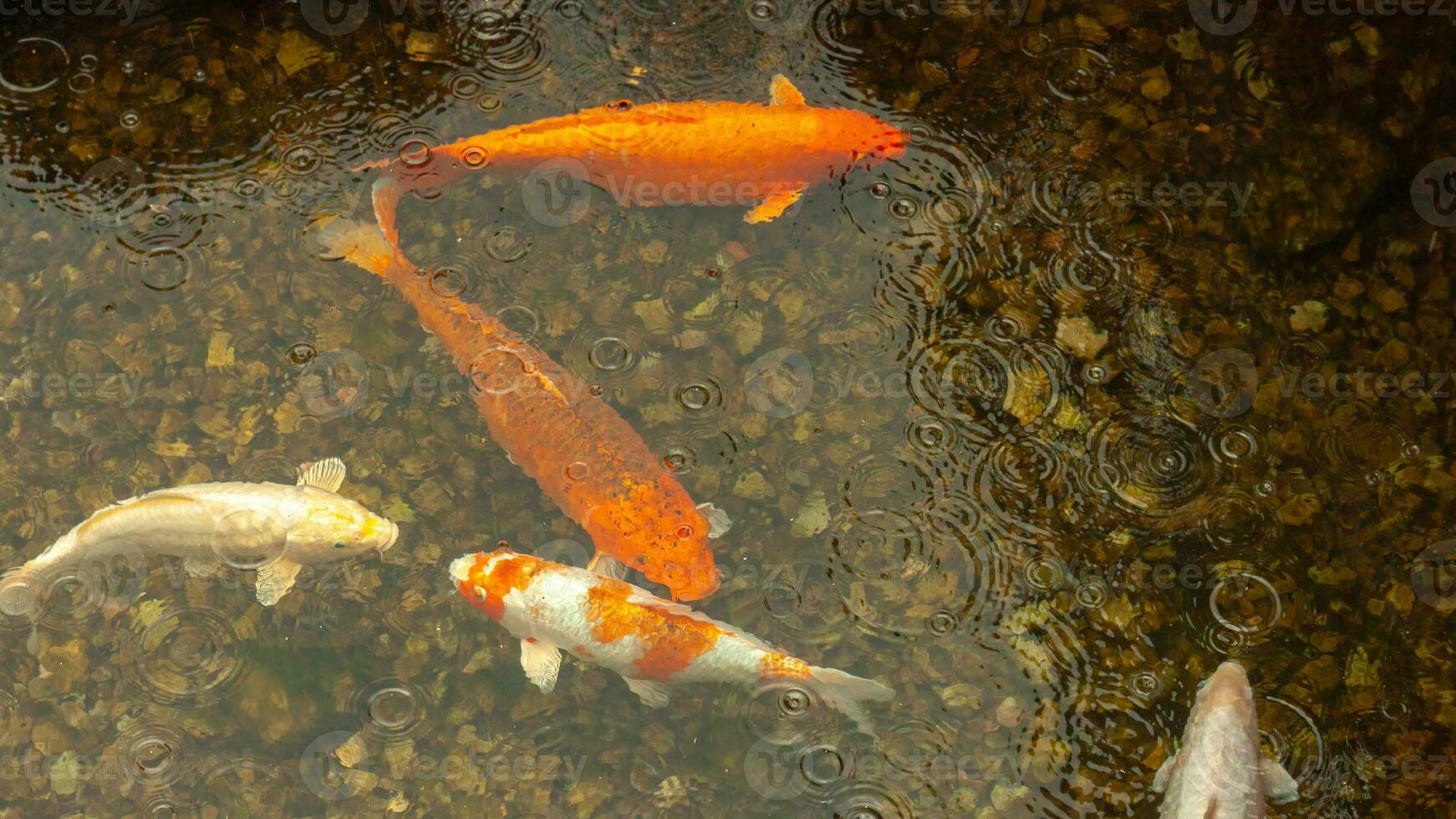 vistoso salvaje agua dulce pescado en un rebaño nadar en el agua en el lluvia, parte superior vista. foto