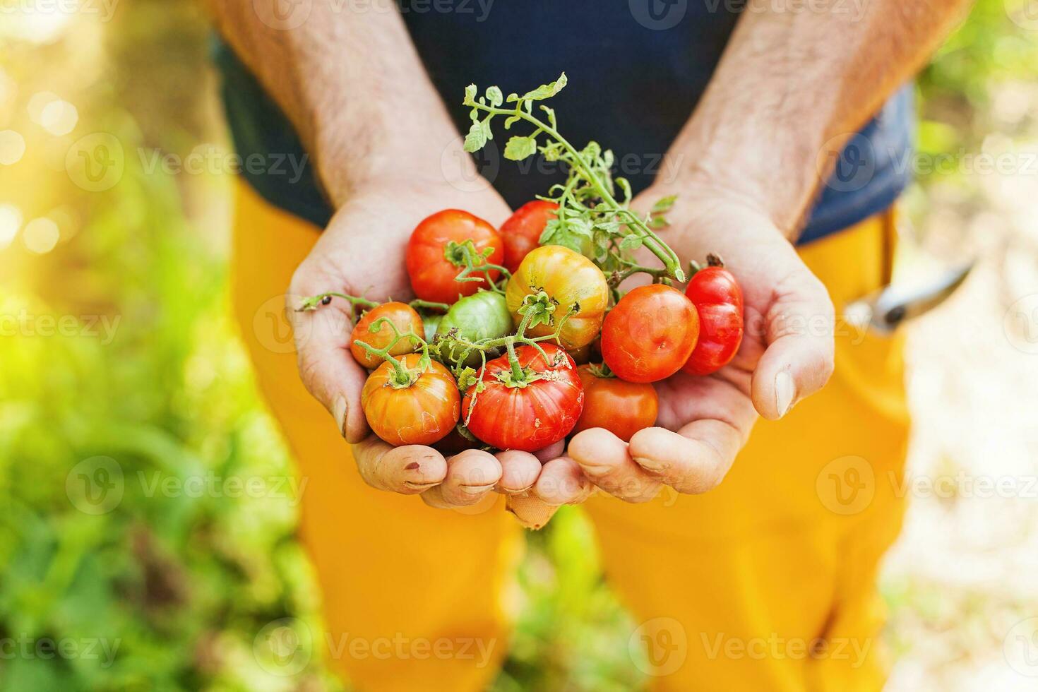 Young man gardening and growing vegetables photo