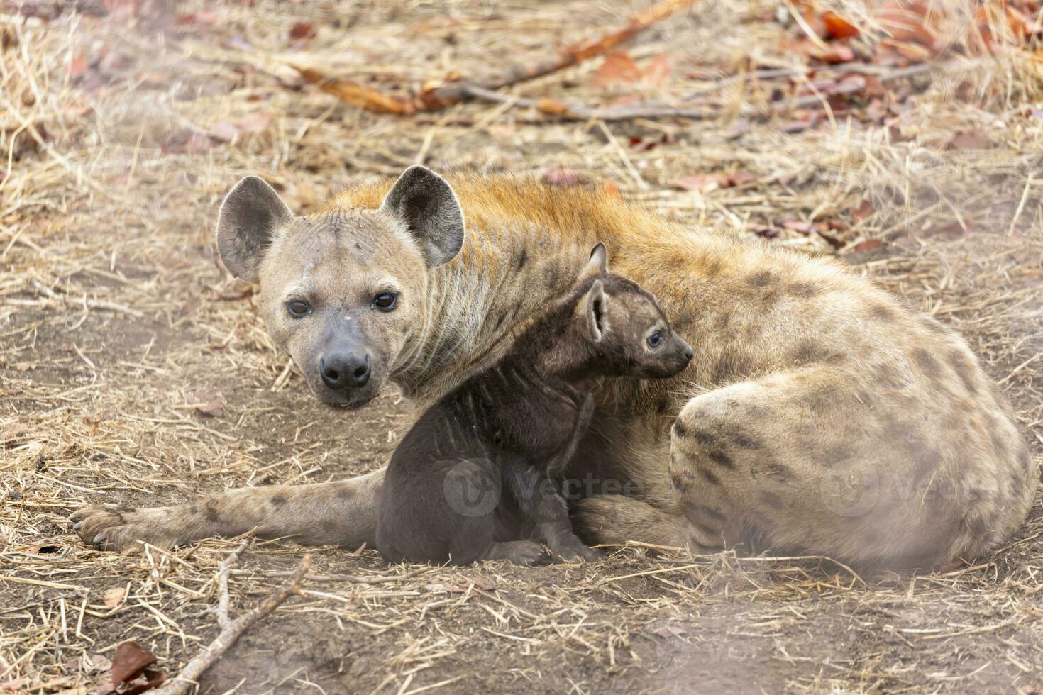 Female spotted hyena with cub photo