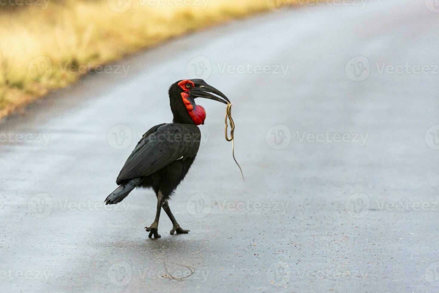 Southern ground hornbill caught a snake photo