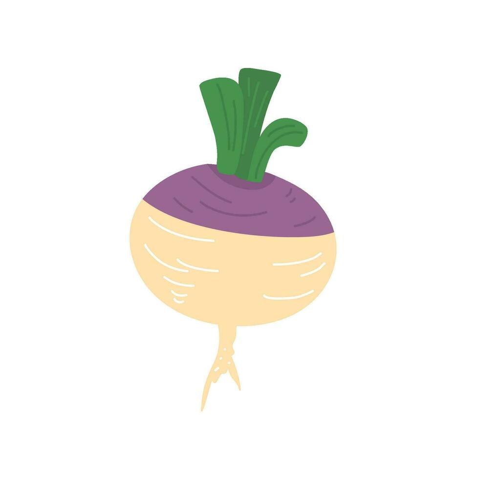 fresh bunch turnip illustration vector