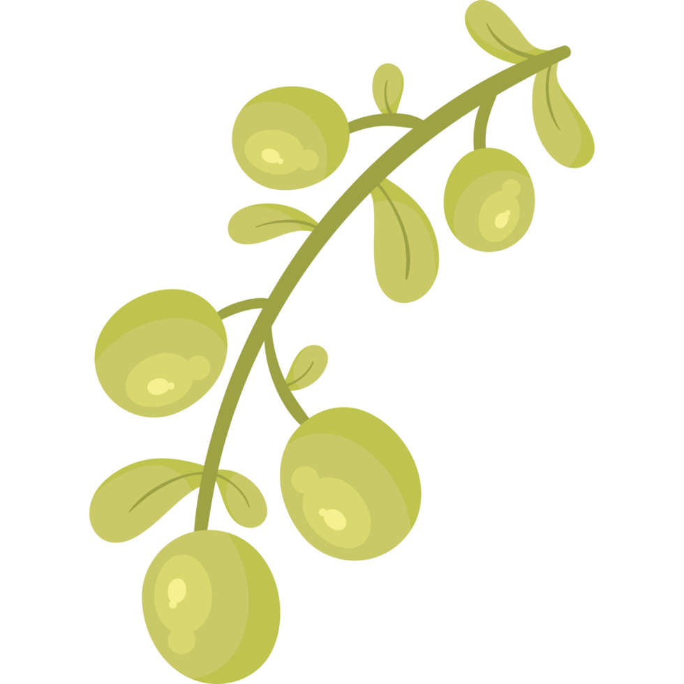 branch with green olive seeds icon png