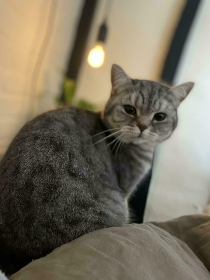 British Shorthair Tabby Cat photo