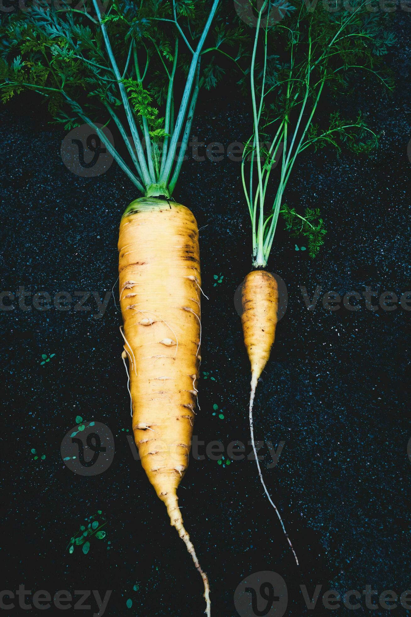 Carrots large vs small, size comparison, size matters 26419668 Stock