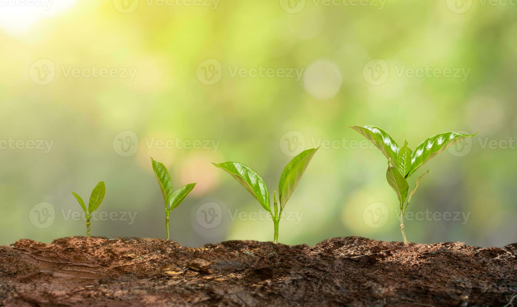 Tree Plantation Banner Stock Photos, Images and Backgrounds for Free ...