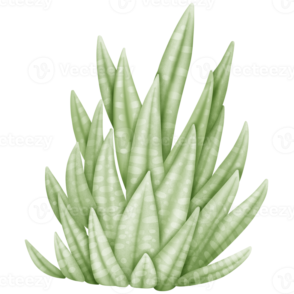 stor grupp grön Haworthia limifolia illustration png