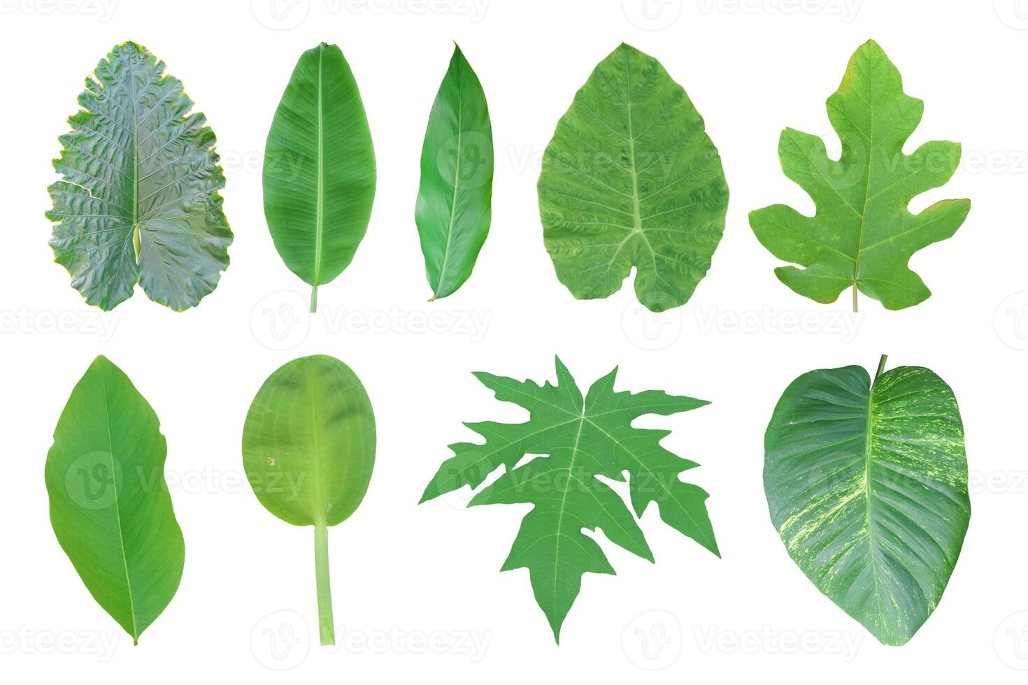 Different tropical leaves isolated on white background. object with clipping path. photo