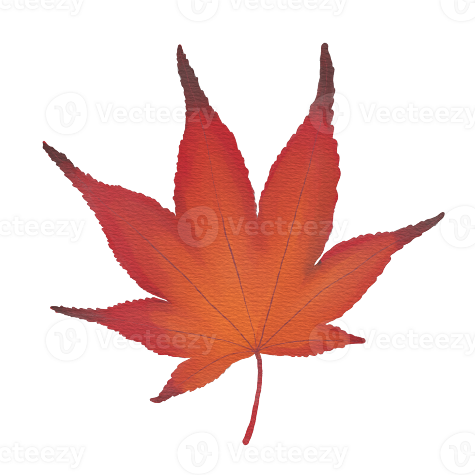 Watercolor Dry Japanese Maple Leaf png