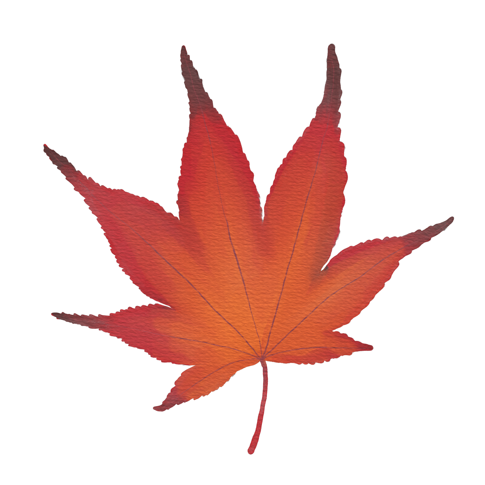 watercolor-dry-japanese-maple-leaf-26421042-png