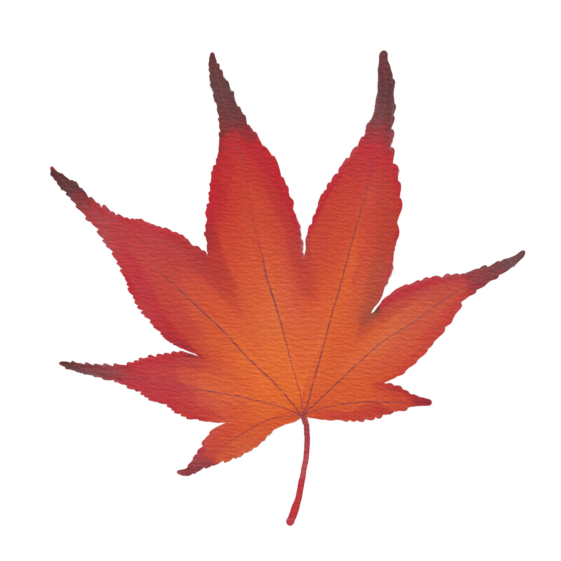 Watercolor Dry Japanese Maple Leaf 26421042 PNG