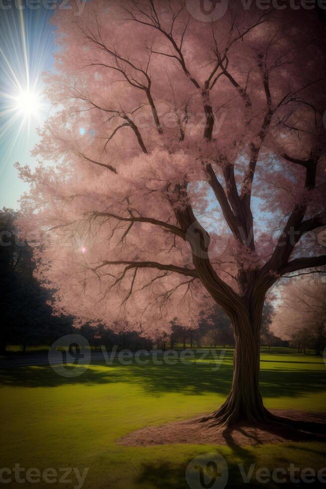 A Tree With Pink Flowers In A Park. photo