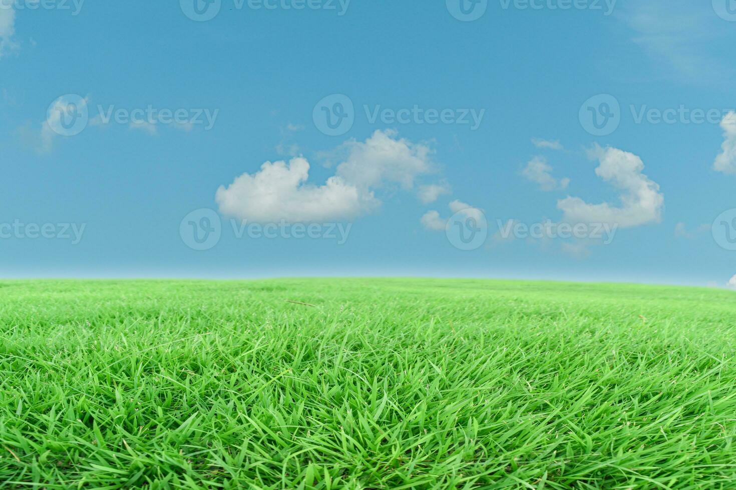 Green grass meadow and blue sky background. Natural field landscape photo