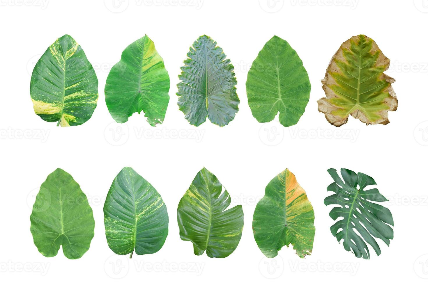 Different tropical leaves isolated on white background. object with clipping path. photo
