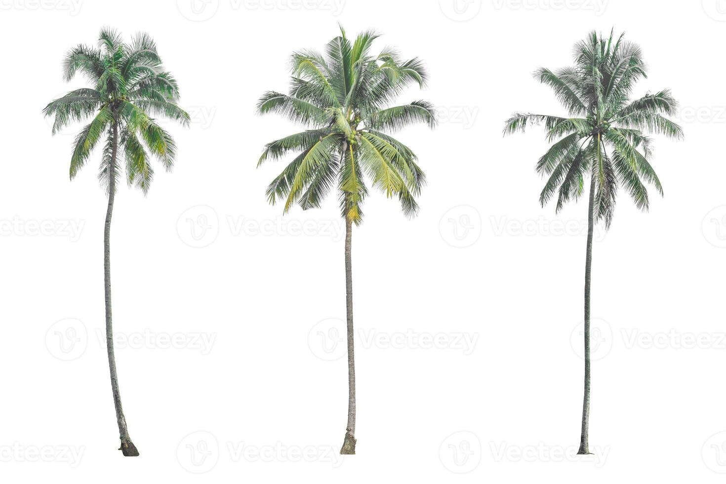 Coconut palm tree isolated on white background. photo
