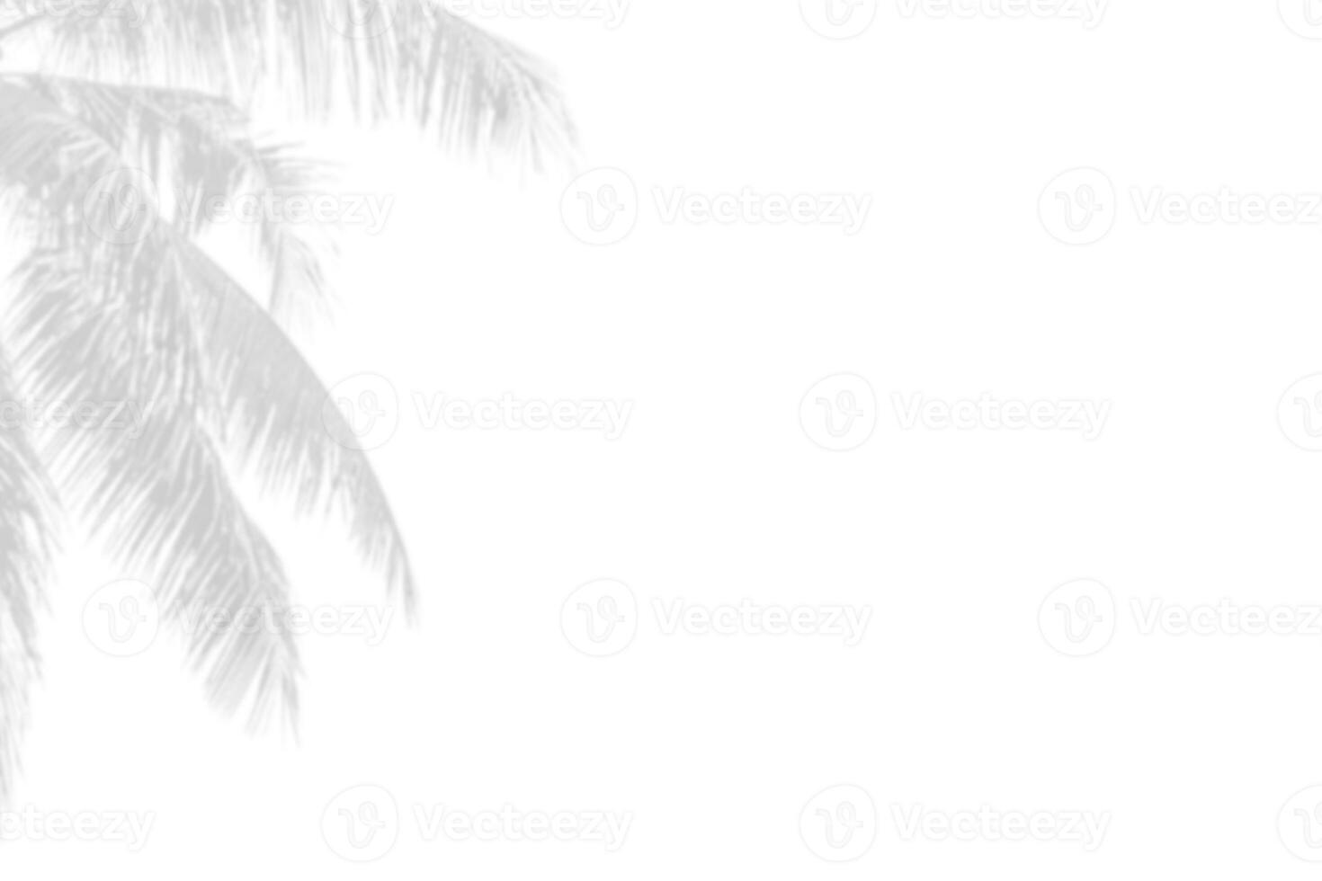 Gray shadow of nature palm leaves on white background. Abstract monochrome of coconut palm leaf. photo